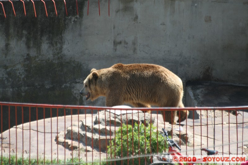 Bitola - Zoo - Ours
Mots-clés: animals ours