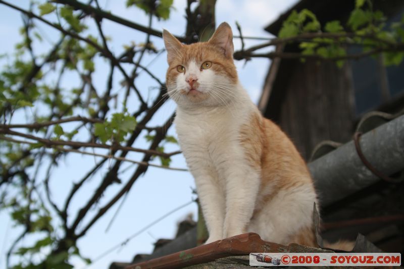 Sighisoara - Chat
Mots-clés: animals chat