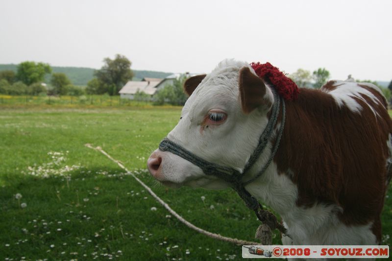 Lipoveni - Veau
Mots-clés: animals vaches
