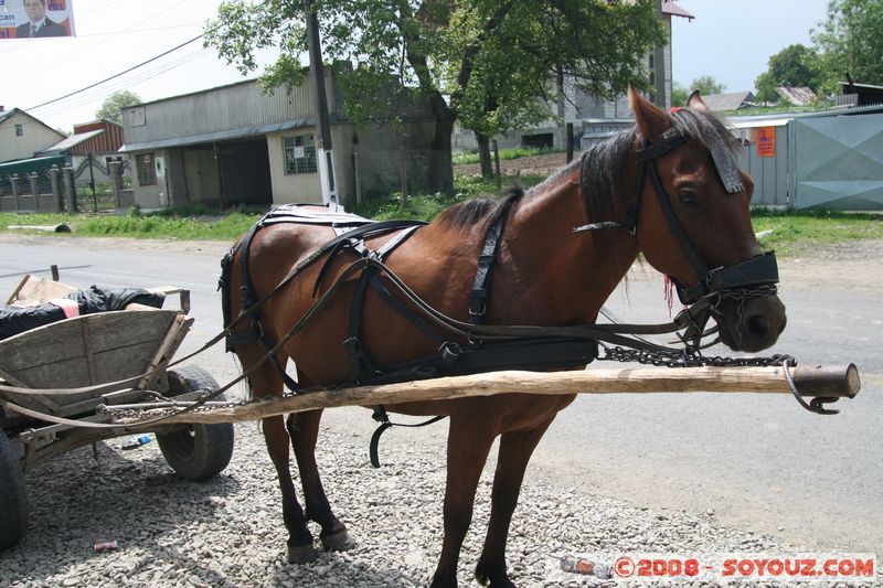 Lipoveni - voiture a cheval
Mots-clés: animals cheval