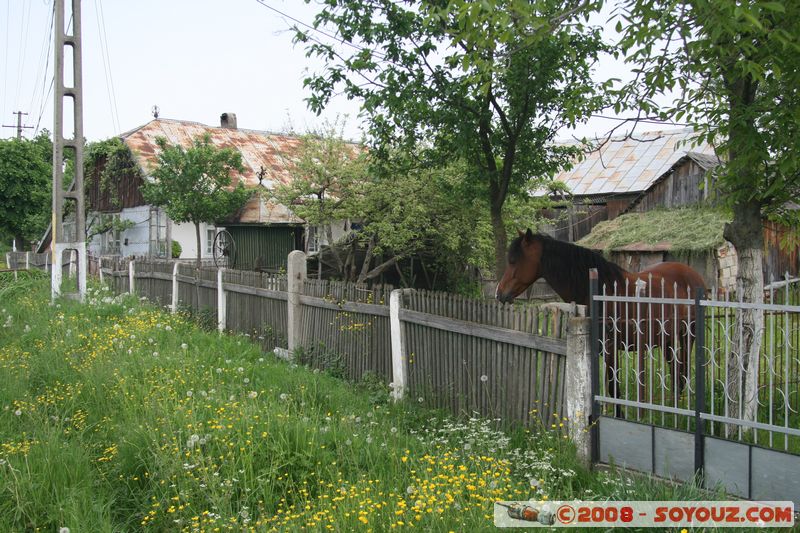 Lipoveni - Ferme
Mots-clés: animals cheval