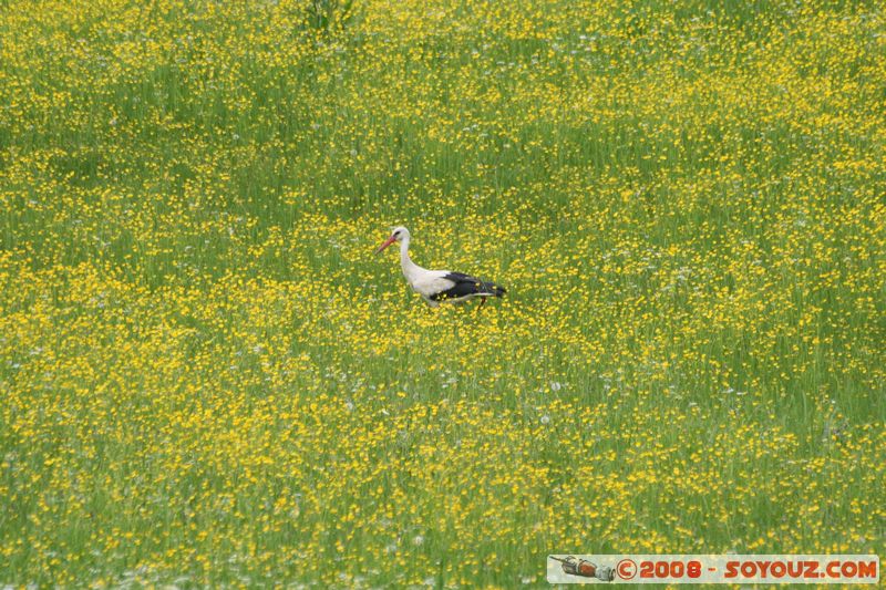 Mitocu Dragomirnei - Cigogne
Mots-clés: animals oiseau cigogne