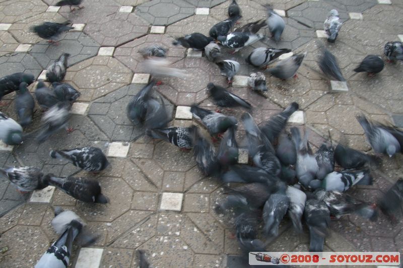 Timisoara - Piata Victoriei
Mots-clés: animals oiseau pigeon