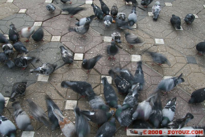 Timisoara - Piata Victoriei
Mots-clés: animals oiseau pigeon