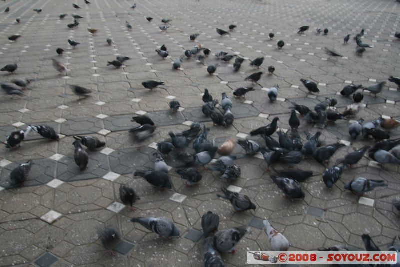 Timisoara - Piata Victoriei
Mots-clés: animals oiseau pigeon