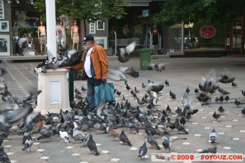 Timisoara - Piata Victoriei
Mots-clés: animals oiseau pigeon