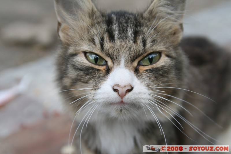 Tomsk - Chat mecontent
Mots-clés: animals chat