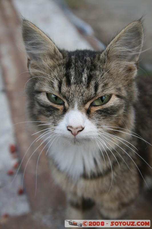 Tomsk - Chat mecontent
Mots-clés: animals chat