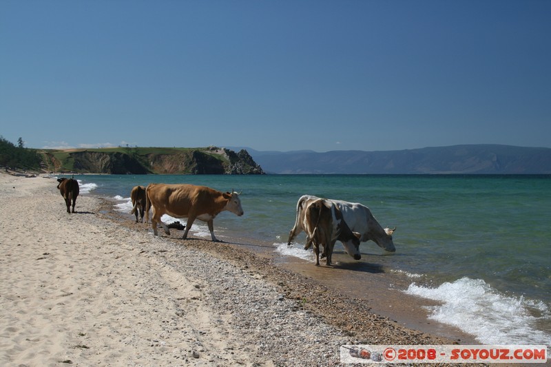 Olkhon - Khuzir - Vaches se desalterant dans le lac Baikal
Mots-clés: Lac plage animals vaches