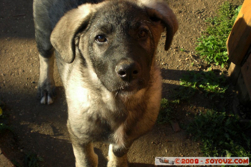 Olkhon - Khuzir - Un voisin
Mots-clés: animals chien