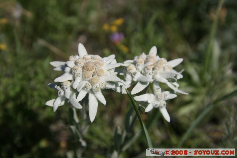 Olkhon - Khuzhir - Edelweiss
Mots-clés: plante fleur