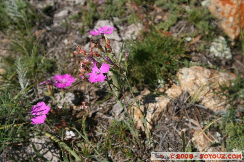 Olkhon - Khuzhir
Mots-clés: plante fleur