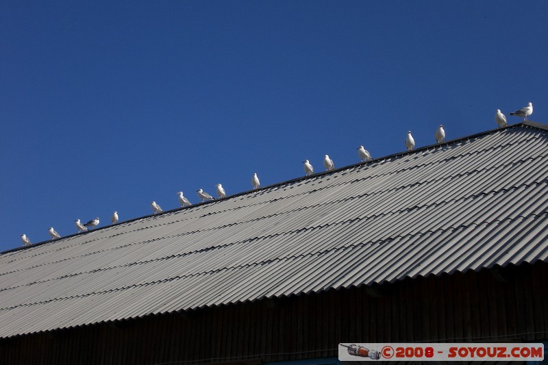 Olkhon - Khuzir - Mouettes en rang
Mots-clés: animals oiseau Mouette