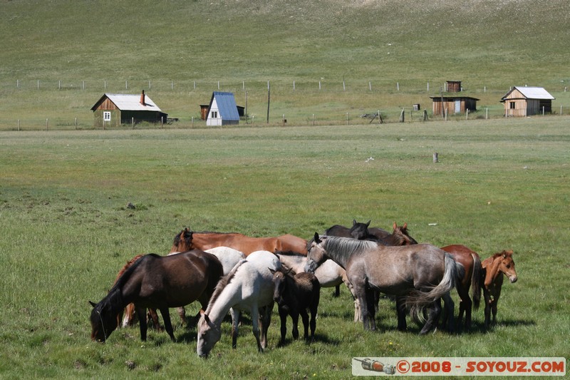 Olkhon - Uzury - Chevaux
Mots-clés: animals cheval