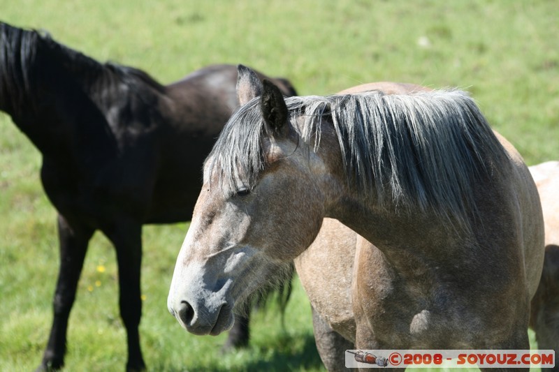 Olkhon - Uzury - Chevaux
Mots-clés: animals cheval