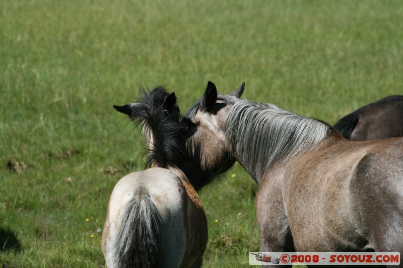 Olkhon - Uzury - Chevaux
Mots-clés: animals cheval