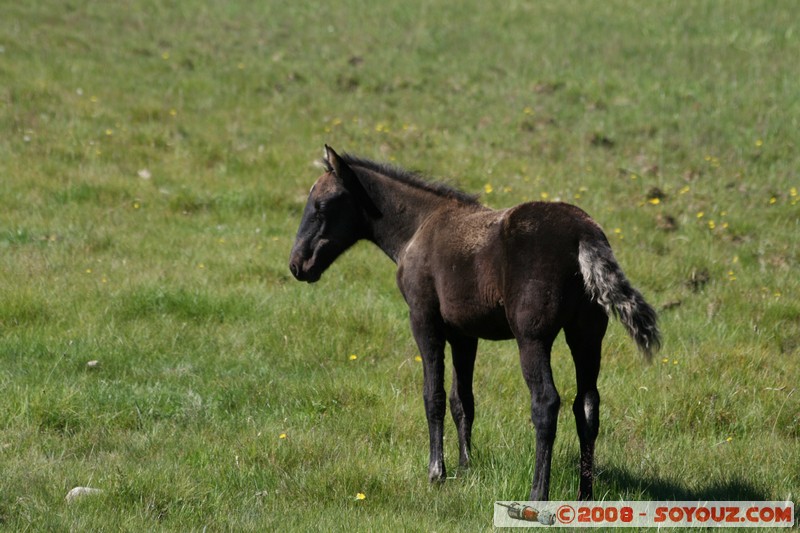 Olkhon - Uzury - Chevaux
Mots-clés: animals cheval