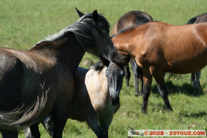 Olkhon - Uzury - Chevaux
Mots-clés: animals cheval