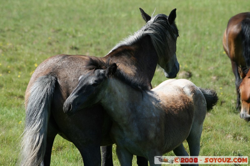 Olkhon - Uzury - Chevaux
Mots-clés: animals cheval