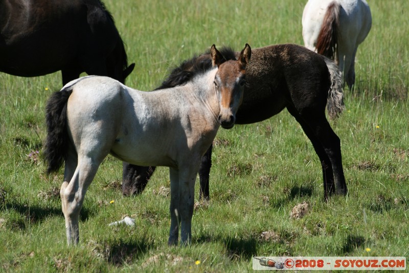 Olkhon - Uzury - Chevaux
Mots-clés: animals cheval