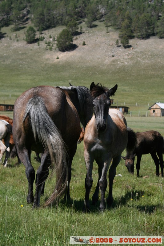 Olkhon - Uzury - Chevaux
Mots-clés: animals cheval