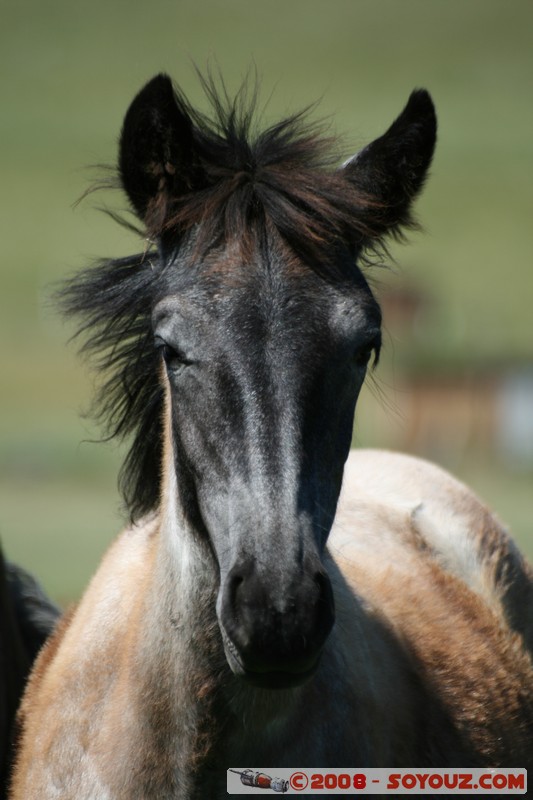 Olkhon - Uzury - Chevaux
Mots-clés: animals cheval