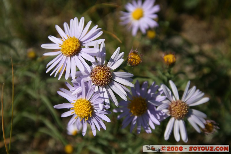 Olkhon - Usyk - fleurs
Mots-clés: fleur