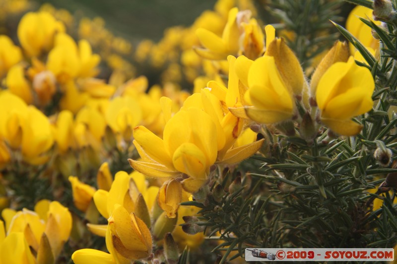 Edinburgh - Holyrood Park
Queen's Dr, Edinburgh, City of Edinburgh EH8 8, UK
Mots-clés: Parc fleur