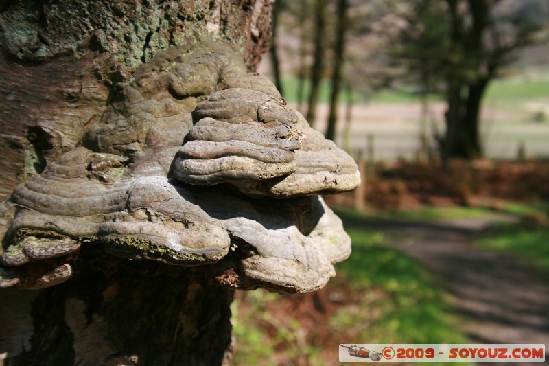 Fife - Ballingry - Mushroom
Ballingry, Fife, Scotland, United Kingdom
Mots-clés: champignon