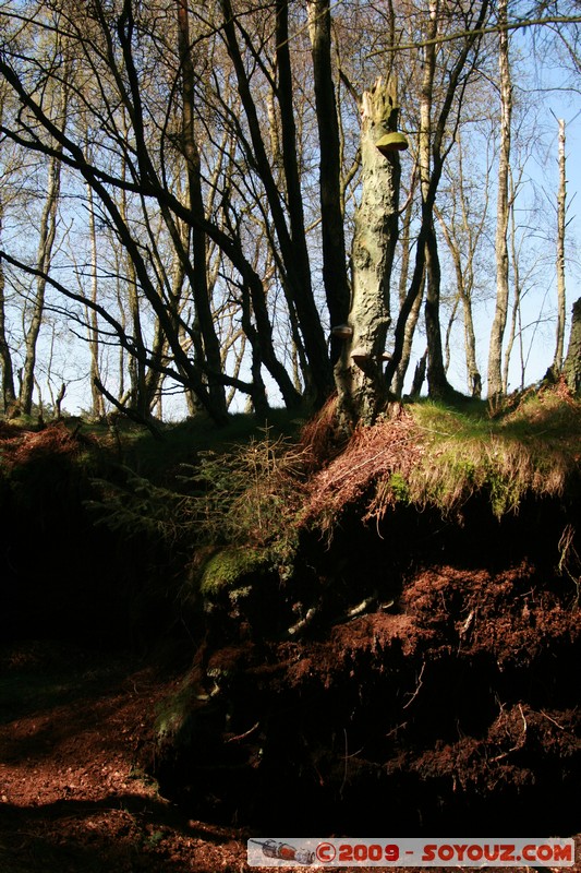 Fife - Ballingry
Ballingry, Fife, Scotland, United Kingdom
Mots-clés: Arbres