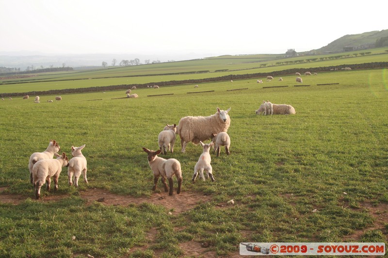 The Scottish Borders - Smailholm - Sheep
Smailholm, The Scottish Borders, Scotland, United Kingdom
Mots-clés: animals Mouton