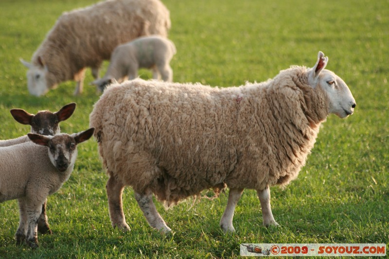 The Scottish Borders - Smailholm - Sheep
Smailholm, The Scottish Borders, Scotland, United Kingdom
Mots-clés: animals Mouton