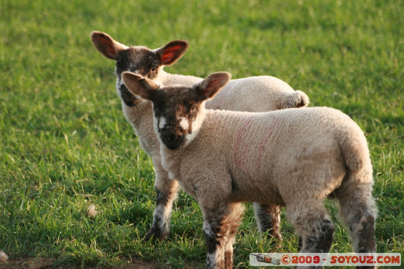 The Scottish Borders - Smailholm - Lamb
Smailholm, The Scottish Borders, Scotland, United Kingdom
Mots-clés: animals Mouton