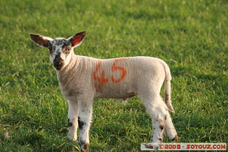 The Scottish Borders - Smailholm - Lamb
Smailholm, The Scottish Borders, Scotland, United Kingdom
Mots-clés: animals Mouton