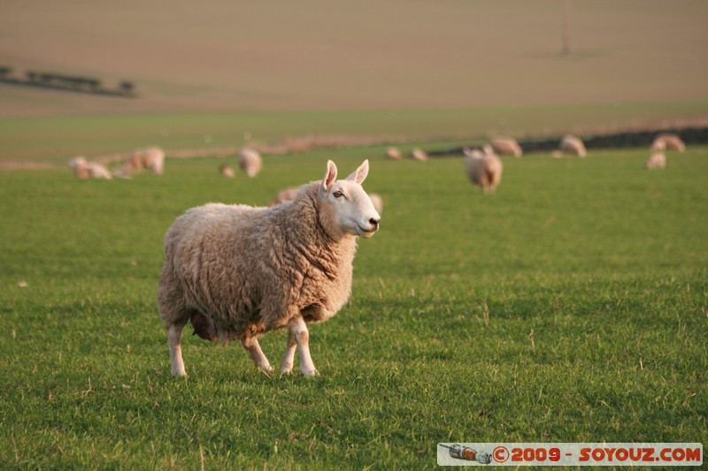 The Scottish Borders - Smailholm - Sheep
Smailholm, The Scottish Borders, Scotland, United Kingdom
Mots-clés: animals Mouton