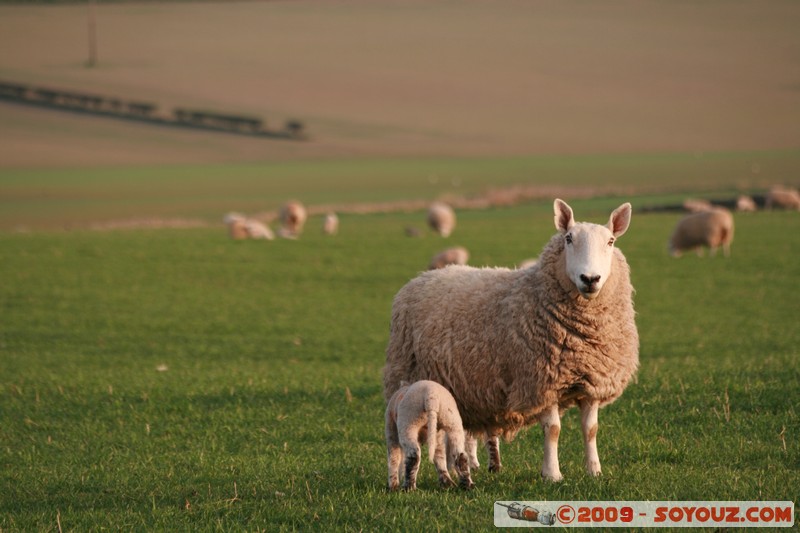 The Scottish Borders - Smailholm - Sheep
Smailholm, The Scottish Borders, Scotland, United Kingdom
Mots-clés: animals Mouton