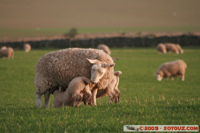 The Scottish Borders - Smailholm - Sheep
Smailholm, The Scottish Borders, Scotland, United Kingdom
Mots-clés: animals Mouton