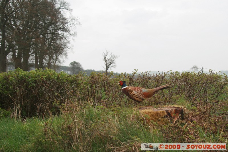 The Scottish Borders - Faisan
B6356, the Scottish Borders, The Scottish Borders TD4 6, UK
Mots-clés: animals oiseau Faisan