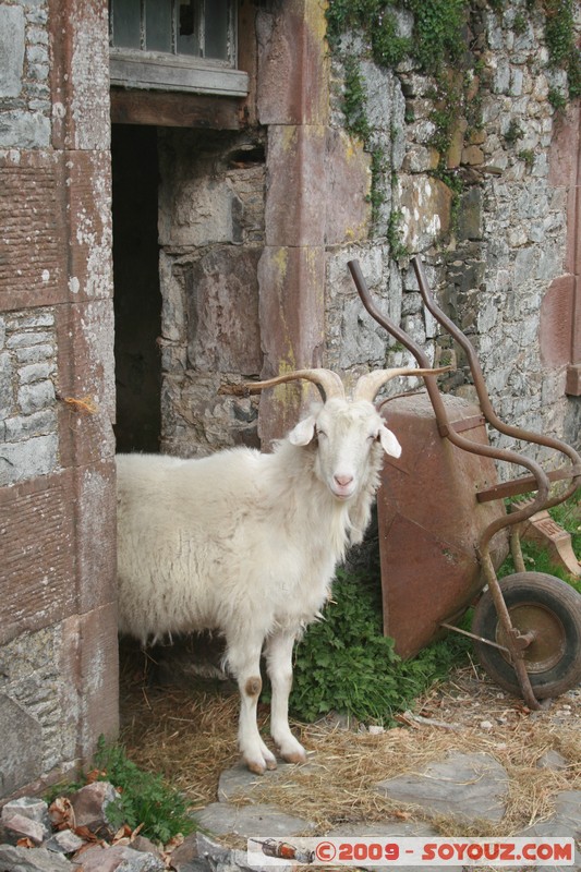 The Scottish Borders - Traquair House - Goat
Traquair, The Scottish Borders, Scotland, United Kingdom
Mots-clés: animals chevre