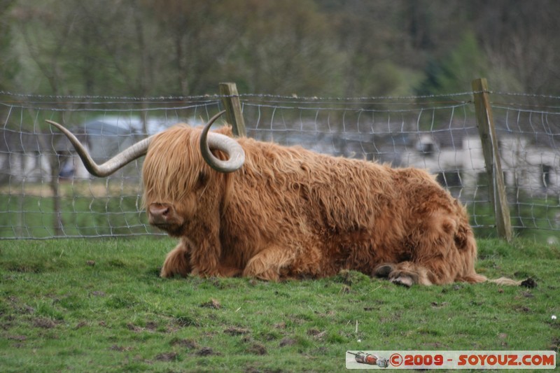 The Trossachs - Scottish cow
A84, Stirling FK17 8, UK
Mots-clés: animals vaches