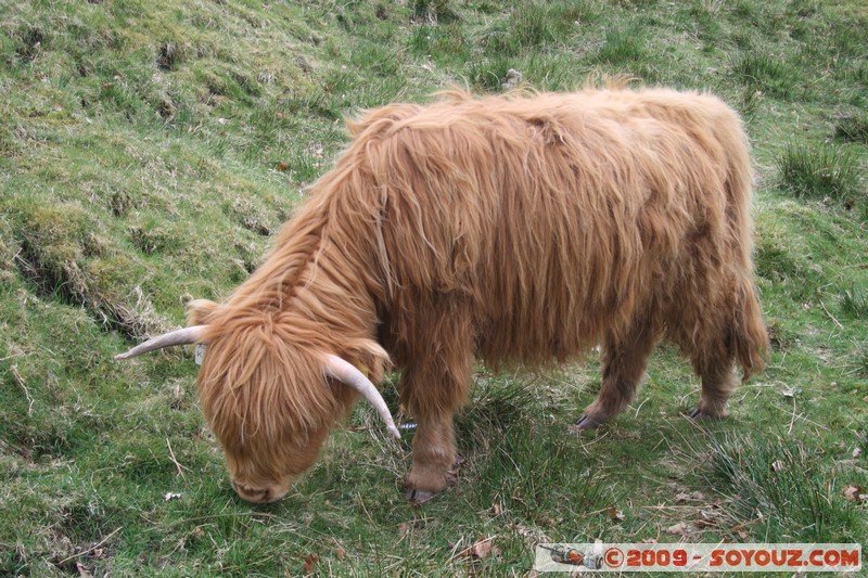 The Trossachs - Scottish cow
A821, Stirling FK17 8, UK
Mots-clés: animals vaches