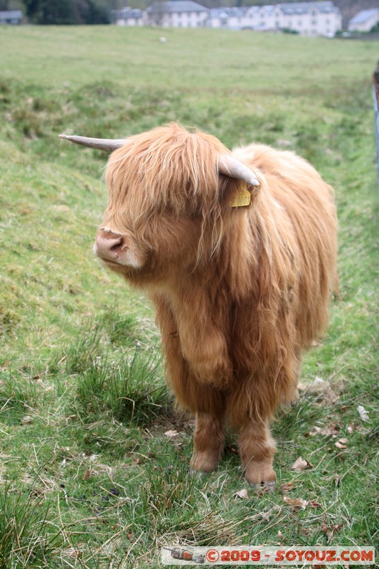 The Trossachs - Scottish cow
A821, Stirling FK17 8, UK
Mots-clés: animals vaches