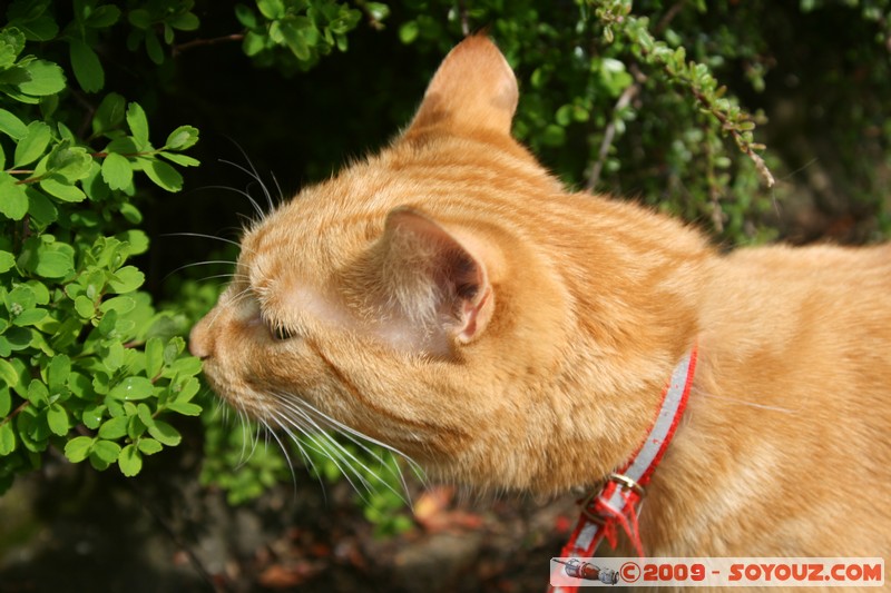 Mull - Tobermory - Cat
Eas Brae, Argyll and Bute PA75 6, UK
Mots-clés: animals chat