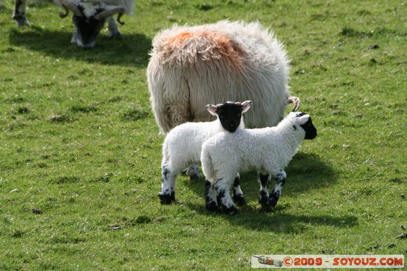 Mull - Glengorm - Sheep and Lambs
Croig, Argyll and Bute, Scotland, United Kingdom
Mots-clés: animals Mouton