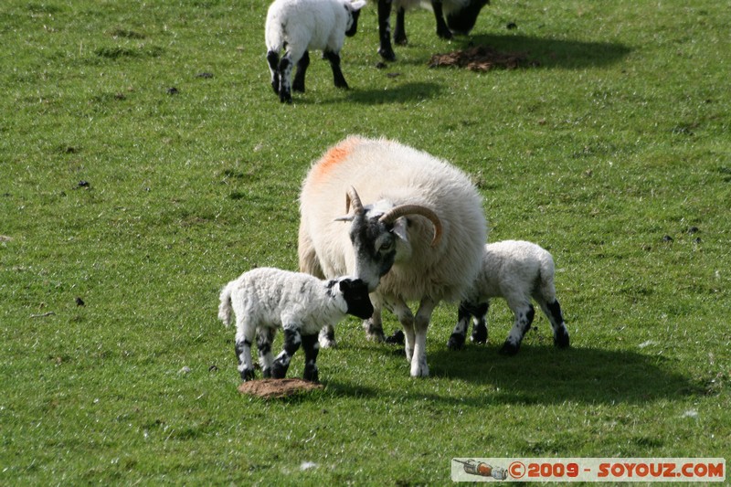 Mull - Glengorm - Sheep and Lambs
Croig, Argyll and Bute, Scotland, United Kingdom
Mots-clés: animals Mouton