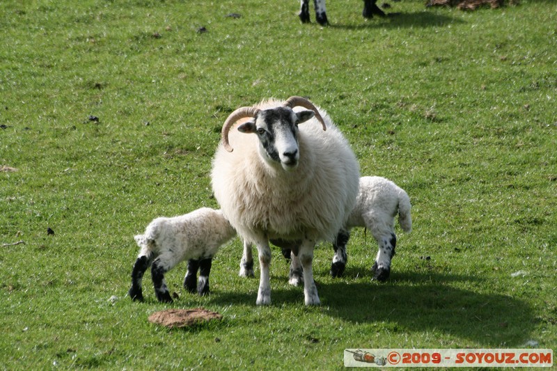 Mull - Glengorm - Sheep and Lambs
Croig, Argyll and Bute, Scotland, United Kingdom
Mots-clés: animals Mouton