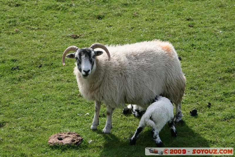 Mull - Glengorm - Sheep and Lambs
Croig, Argyll and Bute, Scotland, United Kingdom
Mots-clés: animals Mouton