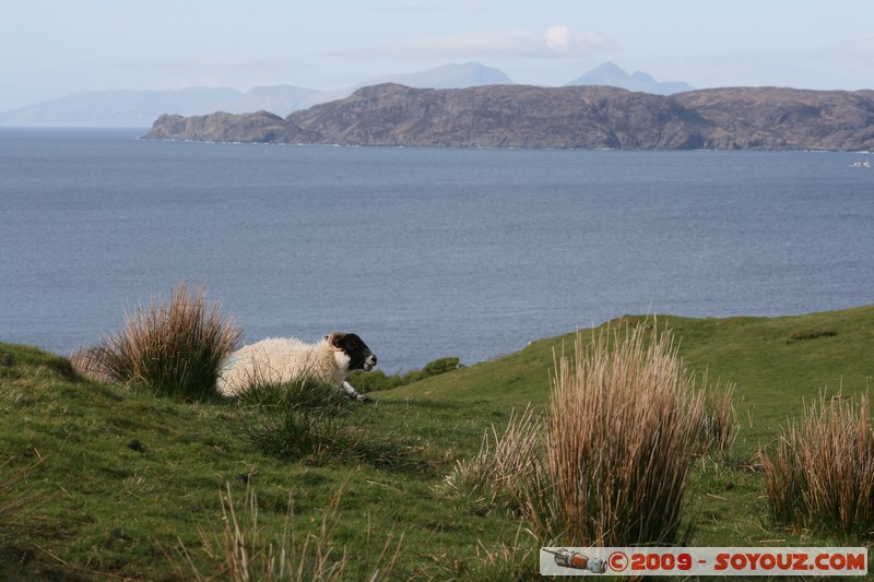 Mull - Glengorm - Sheep
Croig, Argyll and Bute, Scotland, United Kingdom
Mots-clés: animals Mouton mer