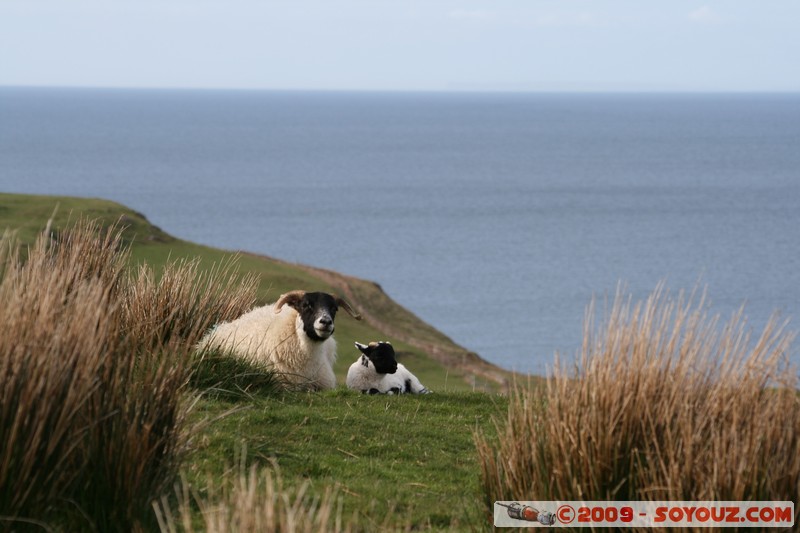 Mull - Glengorm - Sheep
Croig, Argyll and Bute, Scotland, United Kingdom
Mots-clés: animals Mouton mer