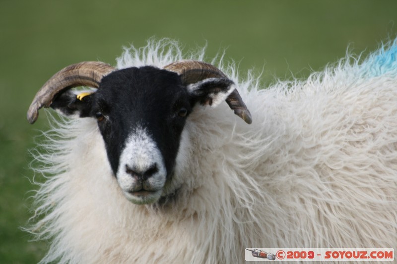 Mull - Glengorm - Sheep
Croig, Argyll and Bute, Scotland, United Kingdom
Mots-clés: animals Mouton